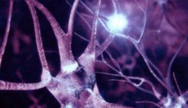 Ученые обнаружили уникальный квантовый эффект человеческого мозга 